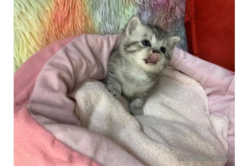 販売中の大阪府のスコティッシュフォールド-110671の2枚目