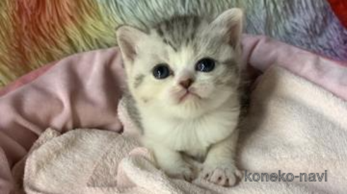 販売中の大阪府のスコティッシュフォールド-110673の1枚目