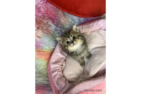 成約済の大阪府のスコティッシュフォールド-110674の3枚目