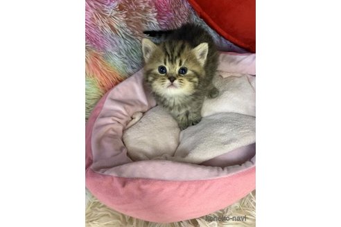 成約済の大阪府のスコティッシュフォールド-110674の4枚目