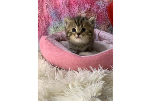 成約済の大阪府のスコティッシュフォールド-110674の5枚目