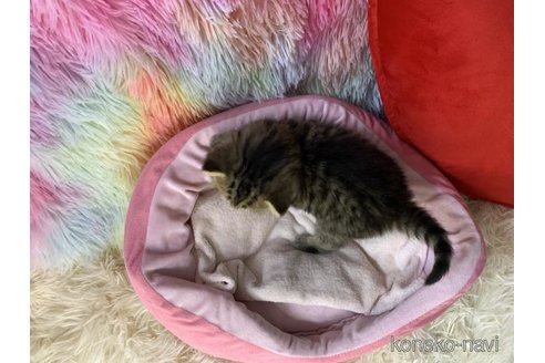 成約済の大阪府のスコティッシュフォールド-110674の6枚目