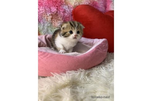 成約済の大阪府のスコティッシュフォールド(折れ耳)-110675の6枚目