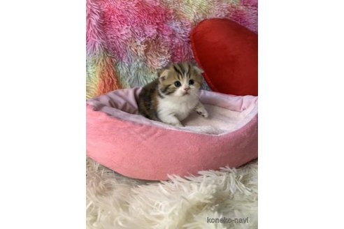 成約済の大阪府のスコティッシュフォールド(折れ耳)-110675の4枚目