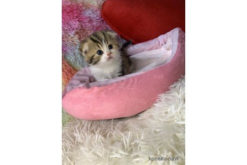 成約済の大阪府のスコティッシュフォールド(折れ耳)-110675の3枚目