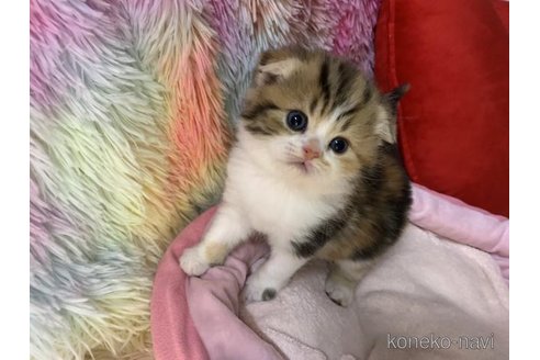 成約済の大阪府のスコティッシュフォールド(折れ耳)-110675