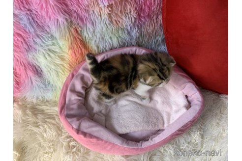 成約済の大阪府のスコティッシュフォールド(折れ耳)-110675の2枚目