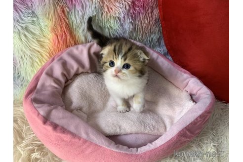 成約済の大阪府のスコティッシュフォールド(折れ耳)-110675の5枚目