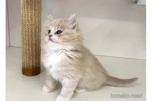 成約済の神奈川県のサイベリアン-110678の6枚目