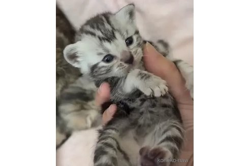 販売中の埼玉県のスコティッシュフォールド-110682の2枚目