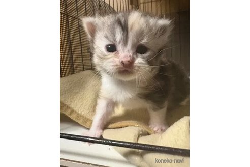 販売中の埼玉県のスコティッシュフォールド-110684の2枚目