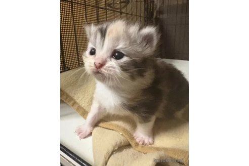 販売中の埼玉県のスコティッシュフォールド-110684の3枚目