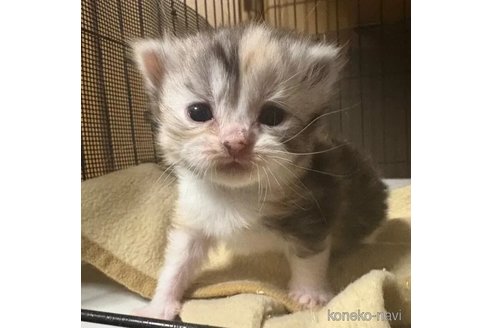 販売中の埼玉県のスコティッシュフォールド-110684の1枚目