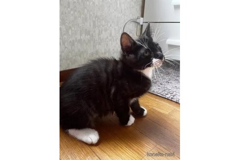 成約済の滋賀県のミックス-110723の5枚目