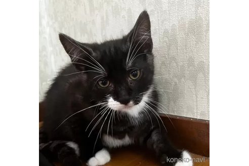 成約済の滋賀県のミックス-110723の1枚目