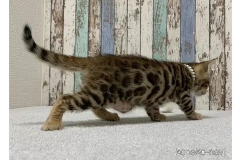 成約済の北海道のベンガル-110729の4枚目