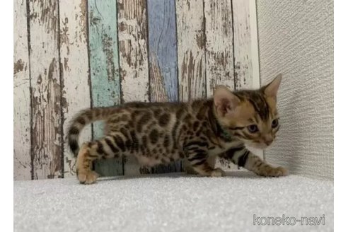 成約済の北海道のベンガル-110731の4枚目