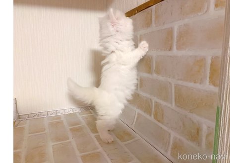 商談中の東京都のサイベリアン-110735の5枚目