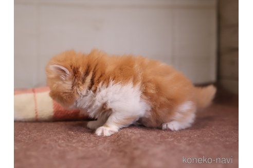成約済の愛知県のエキゾチックロングヘア-110736の3枚目