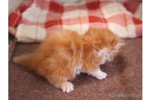 成約済の愛知県のエキゾチックロングヘア-110738の7枚目