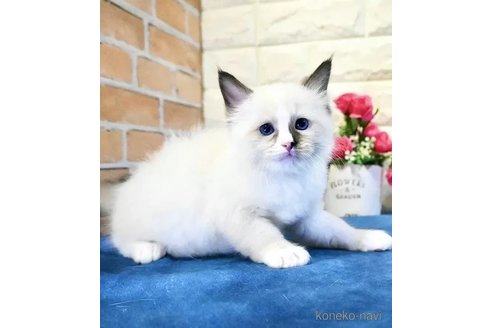 販売中の東京都のラグドール-110742の2枚目