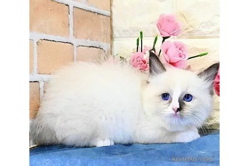 販売中の東京都のラグドール-110742の6枚目