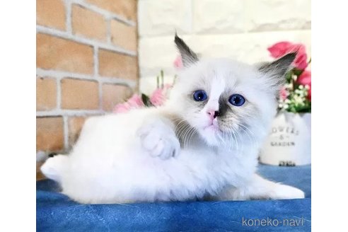 販売中の東京都のラグドール-110742の1枚目