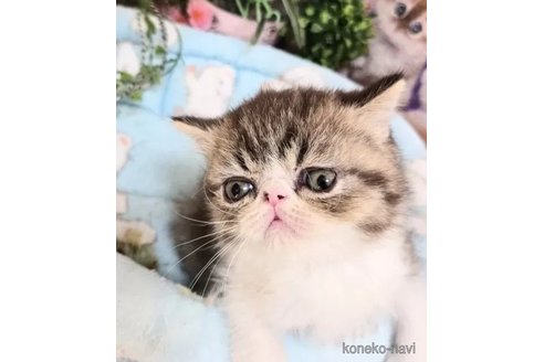 販売中の千葉県のエキゾチックショートヘア-110748の3枚目