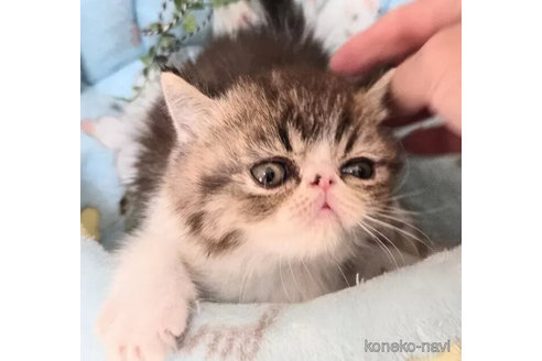 販売中の千葉県のエキゾチックショートヘア-110748