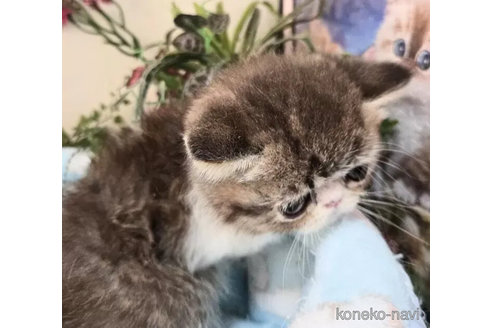 販売中の千葉県のエキゾチックショートヘア-110748の6枚目