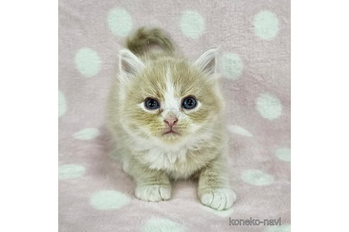 成約済の千葉県のマンチカン-110751の1枚目