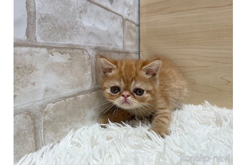 成約済の愛知県のエキゾチックショートヘア-109254の5枚目