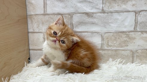 成約済の愛知県のエキゾチックショートヘア-108366の1枚目