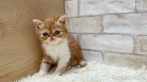 成約済の愛知県のエキゾチックショートヘア-108366の4枚目
