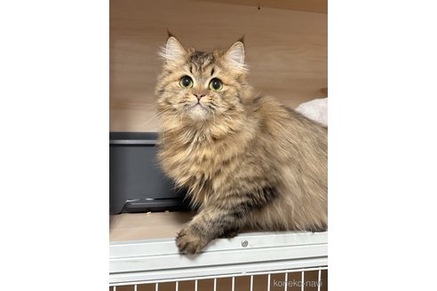 金梅ちゃん1枚目