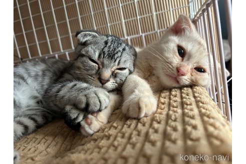成約済の宮城県のスコティッシュフォールド-104647の2枚目