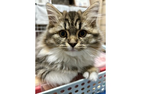 販売中の宮城県のスコティッシュフォールド-104644の4枚目