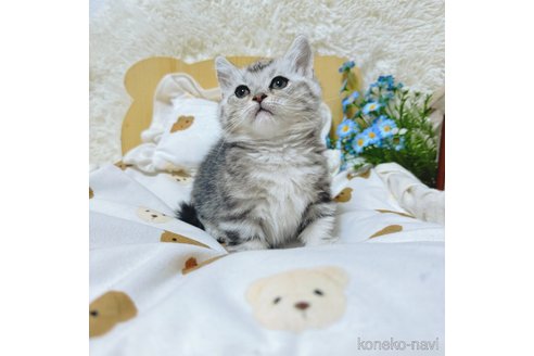 販売中の千葉県のマンチカン(短足)-106228の23枚目