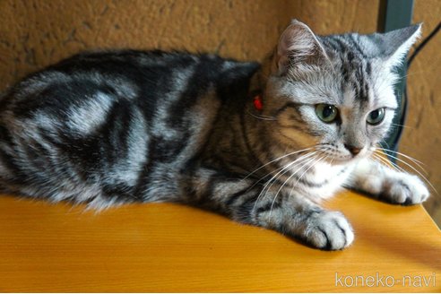 ナンシーちゃん1枚目