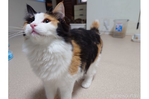 販売中の埼玉県のノルウェージャンフォレストキャット-93798