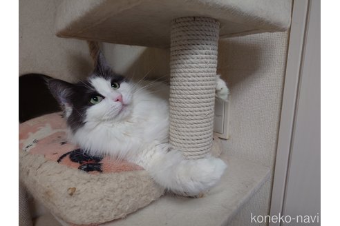 販売中の埼玉県のノルウェージャンフォレストキャット-103929の6枚目