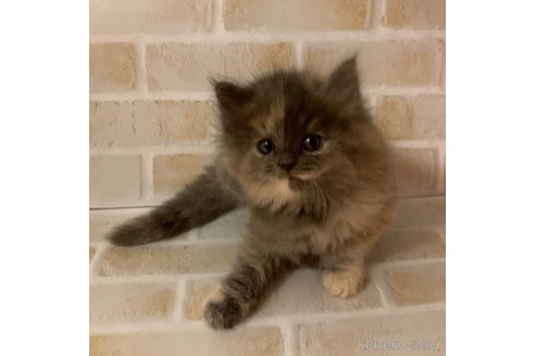 成約済の東京都のサイベリアン-110793の2枚目