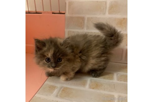 成約済の東京都のサイベリアン-110793の4枚目