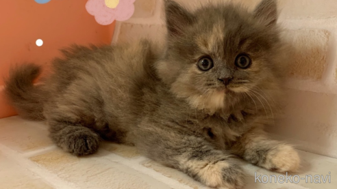 成約済の東京都のサイベリアン-110793の1枚目