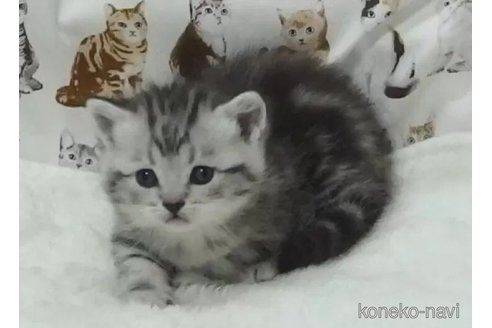 成約済の大阪府のマンチカン(短足)-110798の3枚目