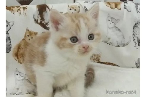 成約済の大阪府のスコティッシュフォールド-110802の3枚目