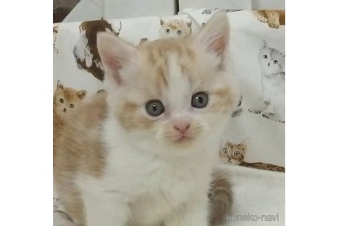 成約済の大阪府のスコティッシュフォールド-110802の1枚目