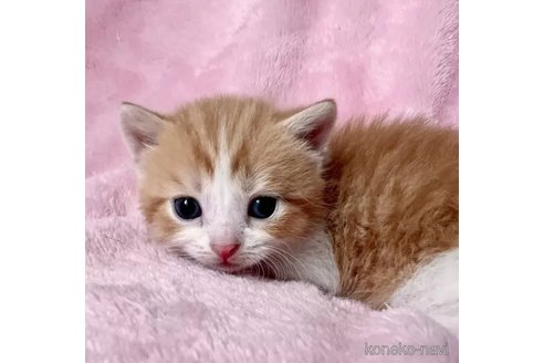 成約済の静岡県のスコティッシュフォールド-110810の1枚目