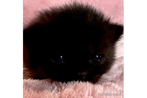 成約済の静岡県のスコティッシュフォールド-110811の1枚目