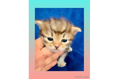 販売中の大阪府のサイベリアン-110813